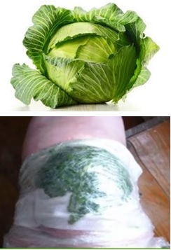 Cabbage