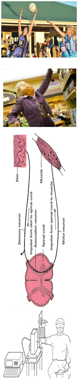 Shoulder JPS1